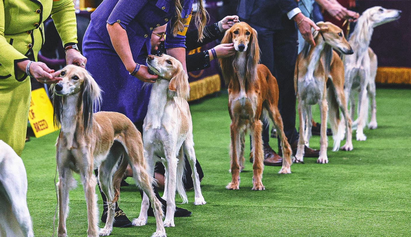 香蕉体育官网 - 2026 威斯敏斯特犬展群组冠军出炉：第二日赛况全解析 | 香蕉体育平台