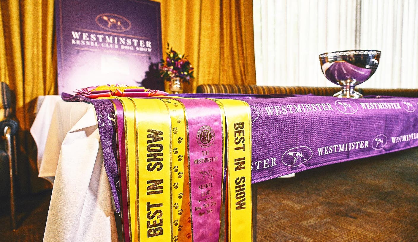 Westminster Kennel Club Dog Show：香蕉体育获奖花絮与品种年榜一览 | 香蕉体育平台